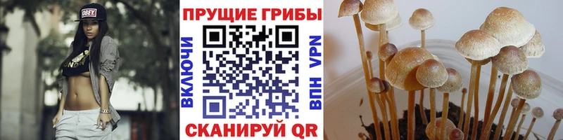 Псилоцибиновые грибы Psilocybine cubensis  Алапаевск 